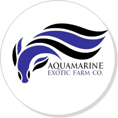 Aquamarine